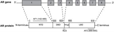 Non-nuclear AR Signaling in Prostate Cancer